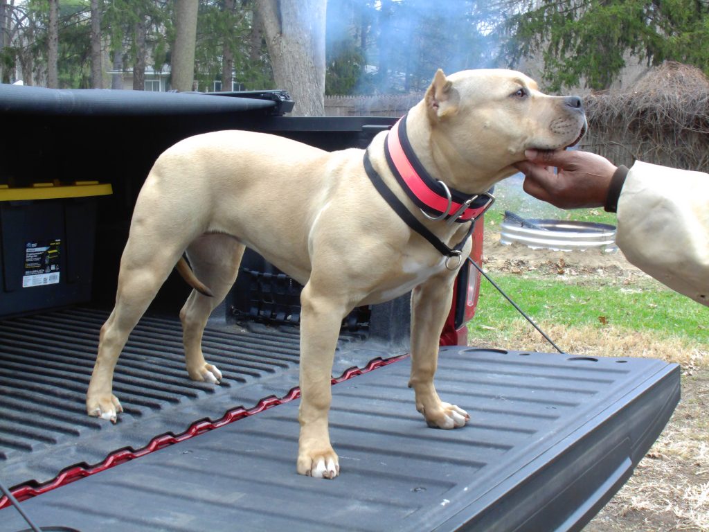 ABAB Jumah of NaaDa Bullyz